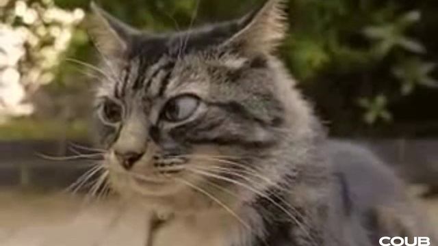 Кот я всегда чувствую.mp4