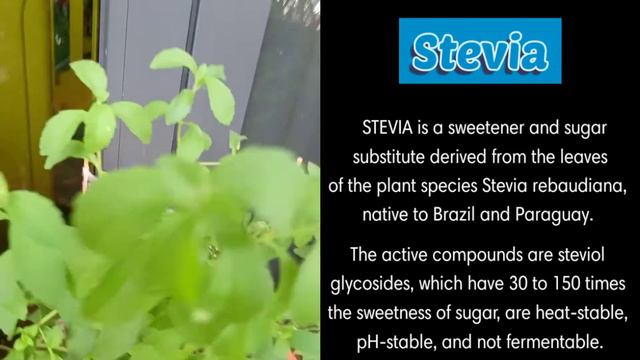 What's In Our GARDEN? | DKS Home