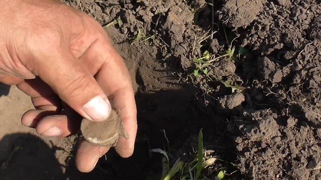 Коп. По скошенным полям