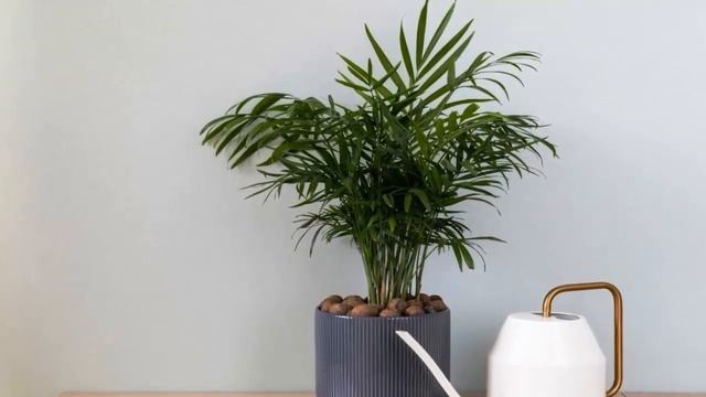 JENIS TANAMAN YANG COCOK UNTUK HOME OFFICE MU