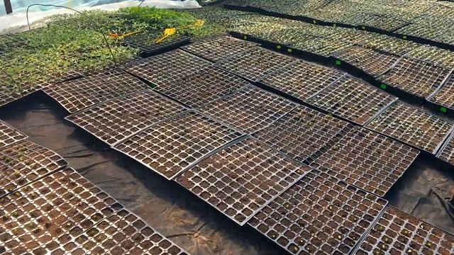 Выращивание арбузов. Обзор рассады утром и вечером.