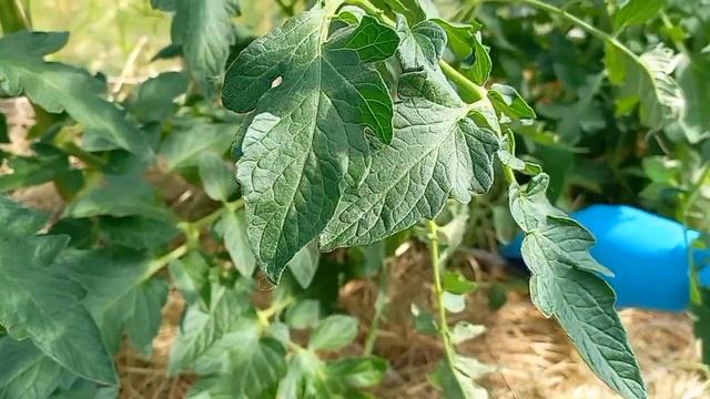 Помидорки. Уход, полив, опять уход и т.д.....3 июня 2023 г.