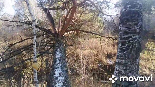 Поздравление с днем учителя. Виноградная косточка ( Вахтанг Кикабидзе Cover)