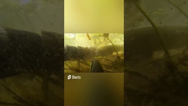 Хорошая щука, р.Нара! П.О!.mp4