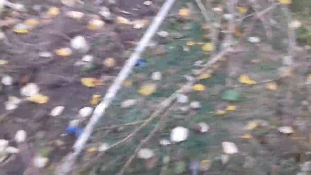 Внимание ,галлица! Чистим малину от старой поросли ,вредителей и болезней.