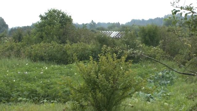 Беларусь. Иканки. Навестил дачу