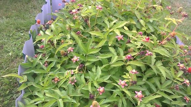 Ежеклубника / Ezheklubnika