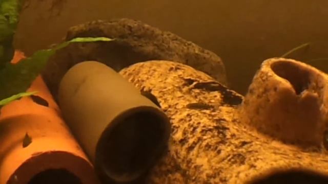 Sewellia Lineolata Fry