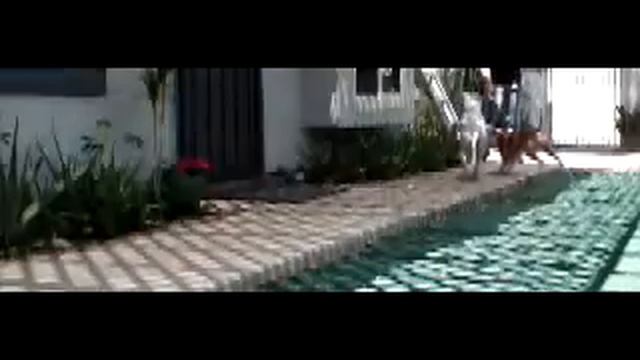 Fujifilm HS20EXR Dogs Play SLOW MOTION 320FPS