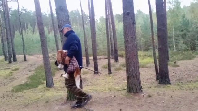 породы собак:Кавалер Кинг Чарльз спаниель