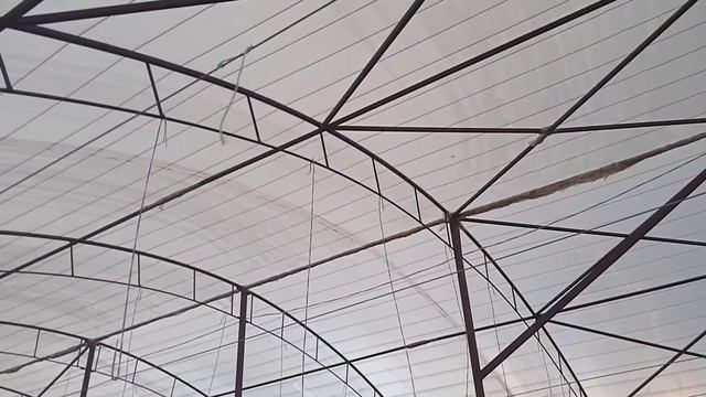 Высокорослые томаты, Как правильно высаживать в теплицу