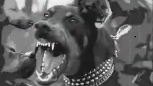 Светлана Копылова-про кота