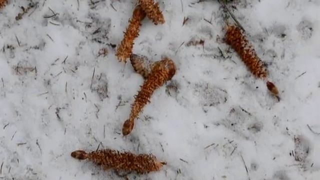 Загадки шишки