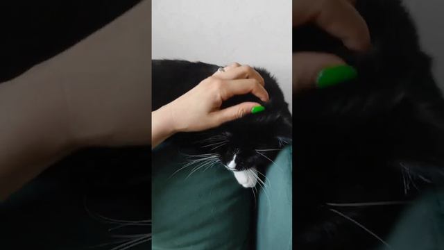 Что надо сделать, чтобы кот не грустил