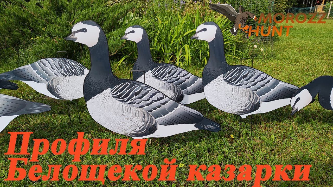 Профили Белощекой казарки MoroZz Hunt