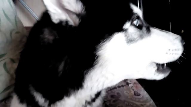 Хаски воет