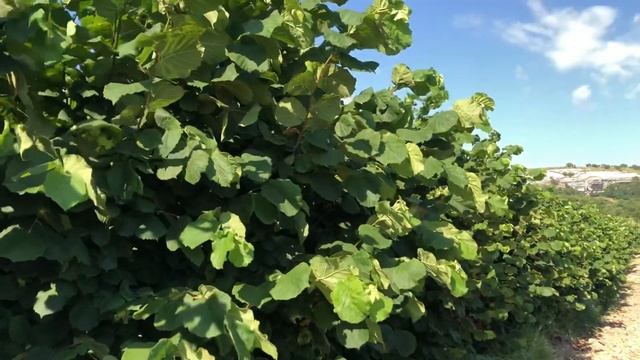 Фундук Трапезунд без полива на июль 2023