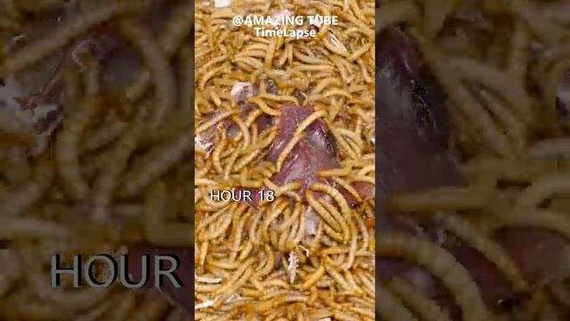 5000 Worms VS Quail