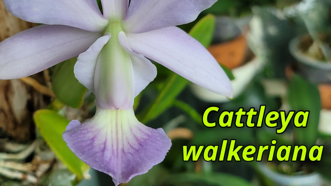 Cattleya Walkeriana V.coerulea. Первое домашнее цветение.