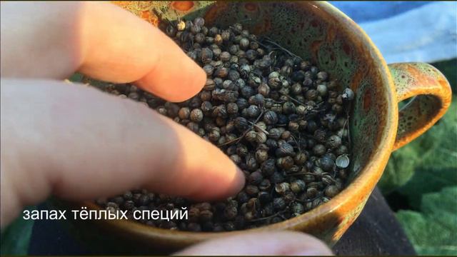 Осенняя лирика. Запахи осени.