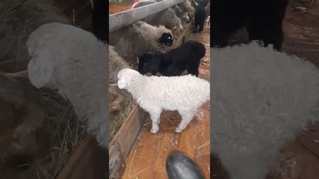 вот что значит хорошая генетика.