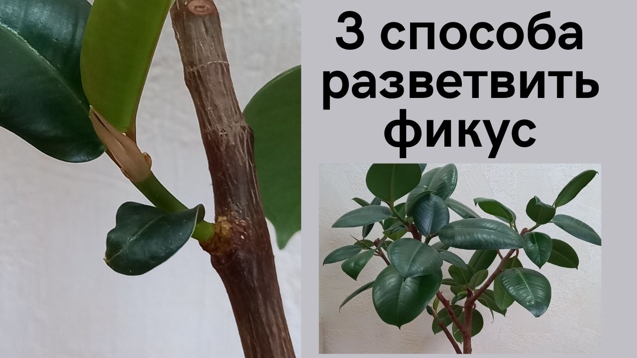 Как заставить фикус ветвиться.