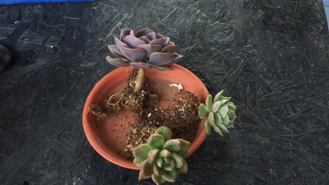 || NEVER EVER DO THIS TO YOUR SUCCULENT ROOTS || SUCCULENT CARE TIPS ||