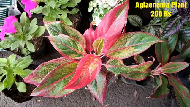 Cheapest Plant Nursery Visit || Murali Nursery || Plant Price With Names || Sabse Sasti Nursery 🌱☘️