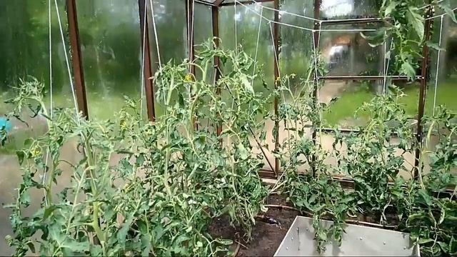 Теплица под стекло 