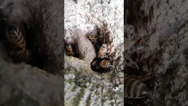 дикие пчелы, дикий мед