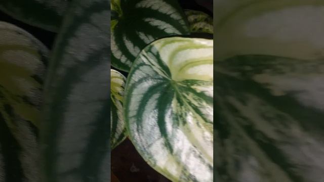 Peperomia Water Melon #varigata