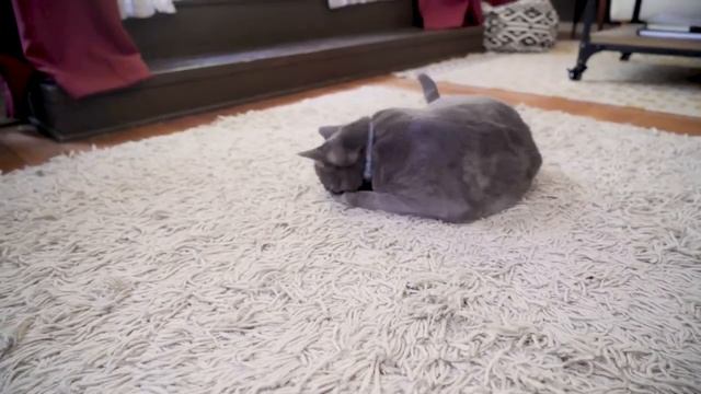 Робот-кормушка FunPaw Q   Automatic Pet Feeder On IOS And Android