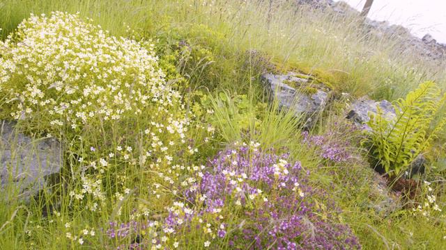 Life Beyond The Ledge: Creating Mardale Mountain Meadow