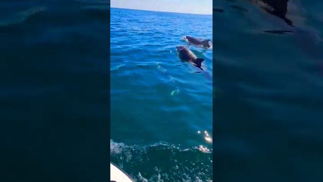 Sunny Day At Sea #dolphins #scotland #yamahamarine #waverunner #yamaha #jetski #sea