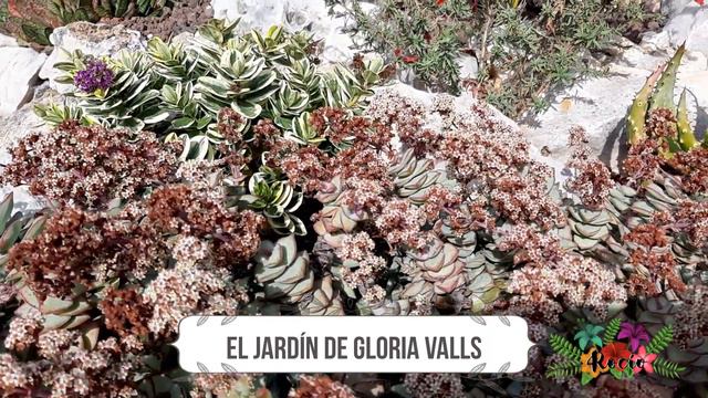 Mis Nuevas Caladium + Tour Por El Jardín De Gloria