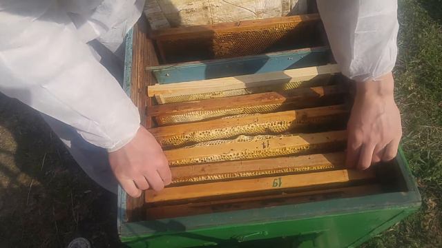 Слабое развитие пчёл? Проверка на наличие матки и рассплода.