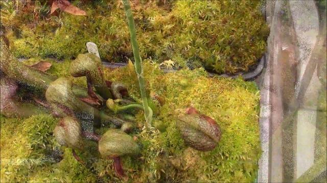 Darlingtonia, May 2015