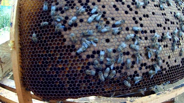 Карника. Осмотр. Ранний выход рабочей пчелы.