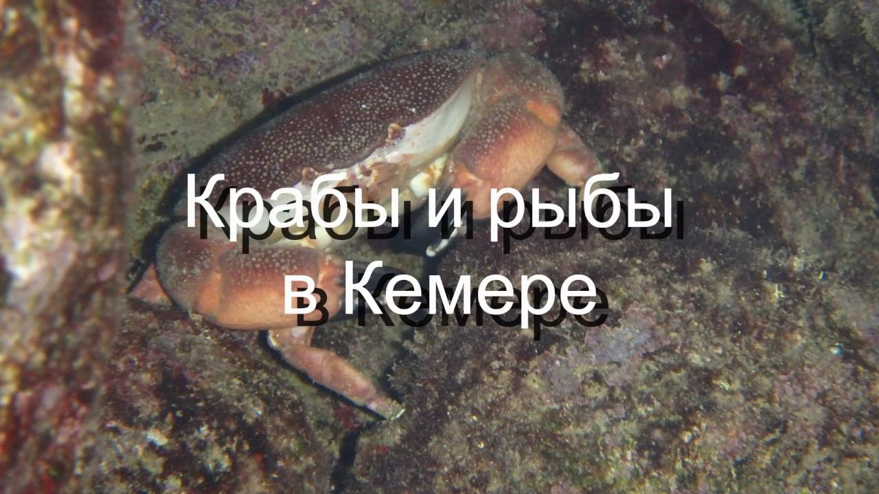 Крабы и рыбы  в Кемере