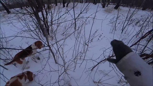Охота на зайцев.... Без промаха.Зайца много.Собаки разбежались по разным Зайцам.