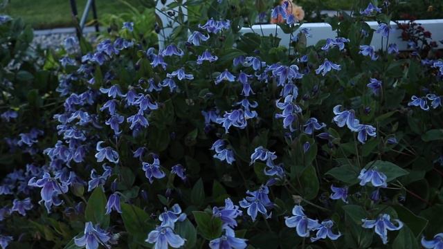 Stand By Me Clematis Update