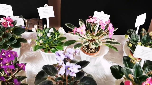 Виставка фіалок у Київському міському Будинку природи на Рогнідинській, 12.02.2021 р. Частина 1.