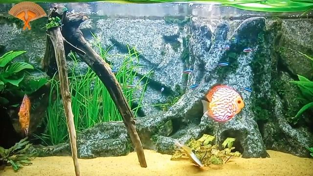 Грабли веерные Для любителей канала Грабли Live  01 01 2024