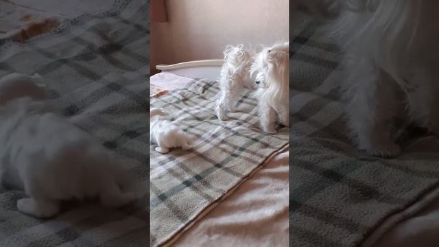 Месячный щенок мальтийской болонки играет с мамой
