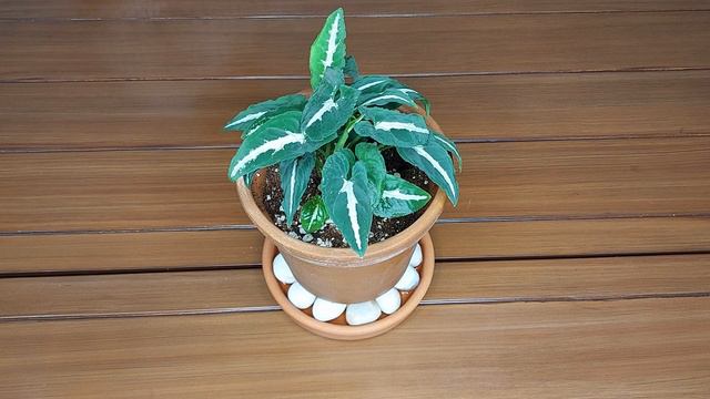 Syngonium Wendlandii General Care Guide  Or  Silver Goosefoot Plant Care