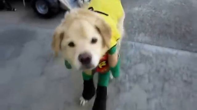 FASHION PETS-смешные животные в костюмах одетые животные подборка new!2015