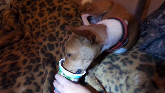 Барни басенджи ест сметанку #0019