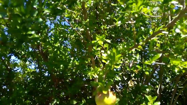 Второй день, моего навеса  ни как не закончим, немного красоты!!!