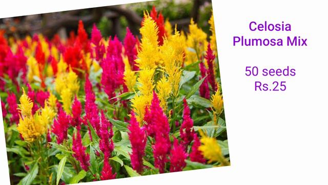 Flower Plant Seeds | Summer Clearance Sale