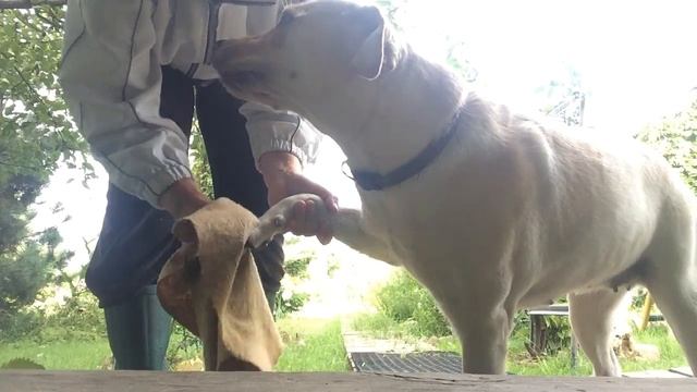 376  *  Дай ЛАПУ! ПРИНИМАЮ ДУШ 100 раз НА ДЕНЬ!ЧИО ЧИО САН:)